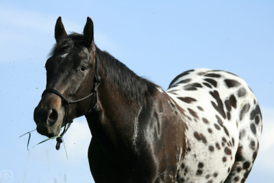 Tapeta: Appaloosa