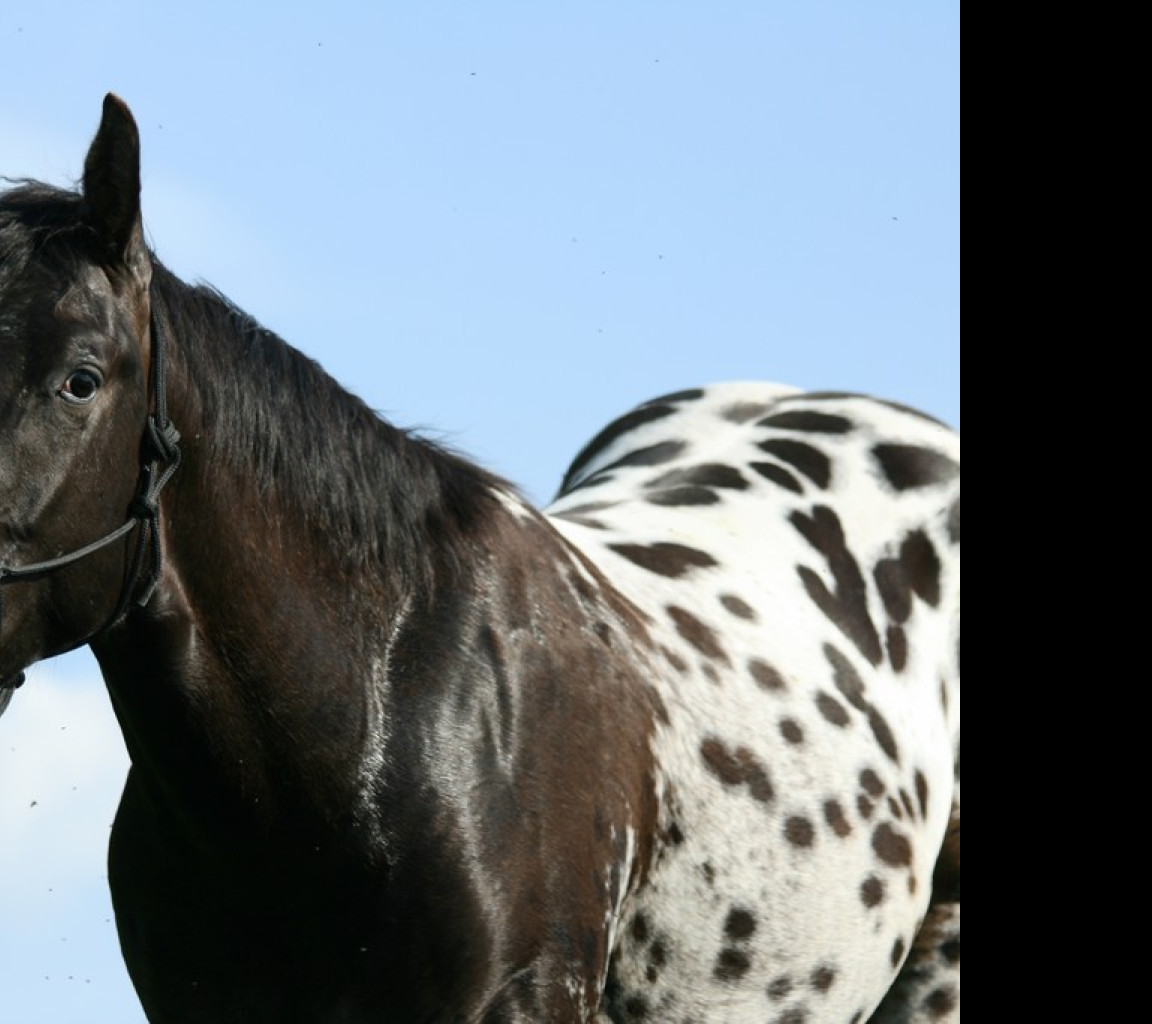 Tapeta appaloosa