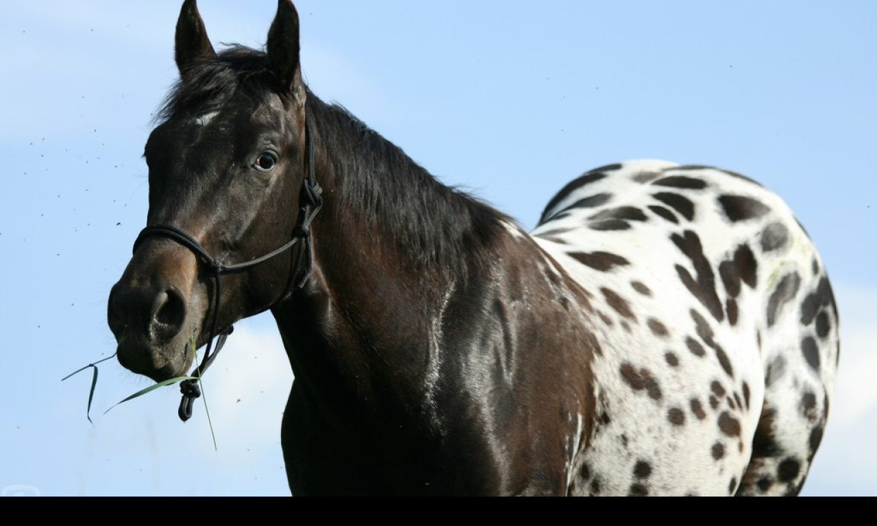 Tapeta appaloosa