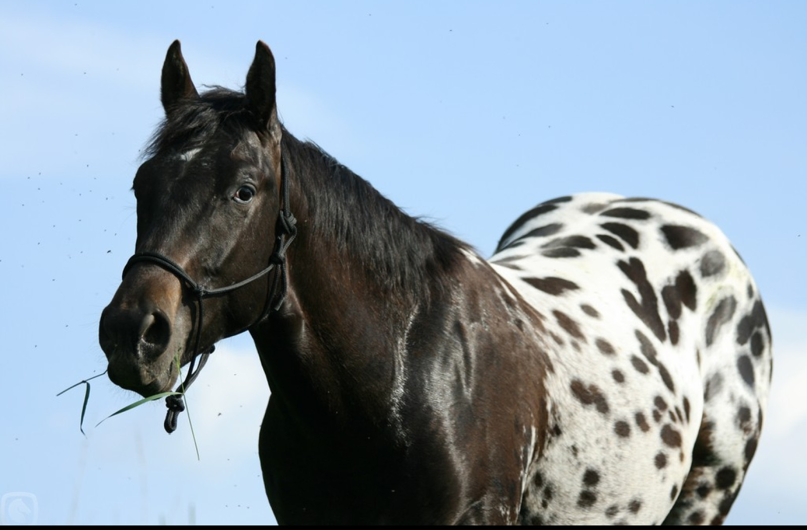 Tapeta appaloosa