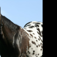 Tapeta appaloosa