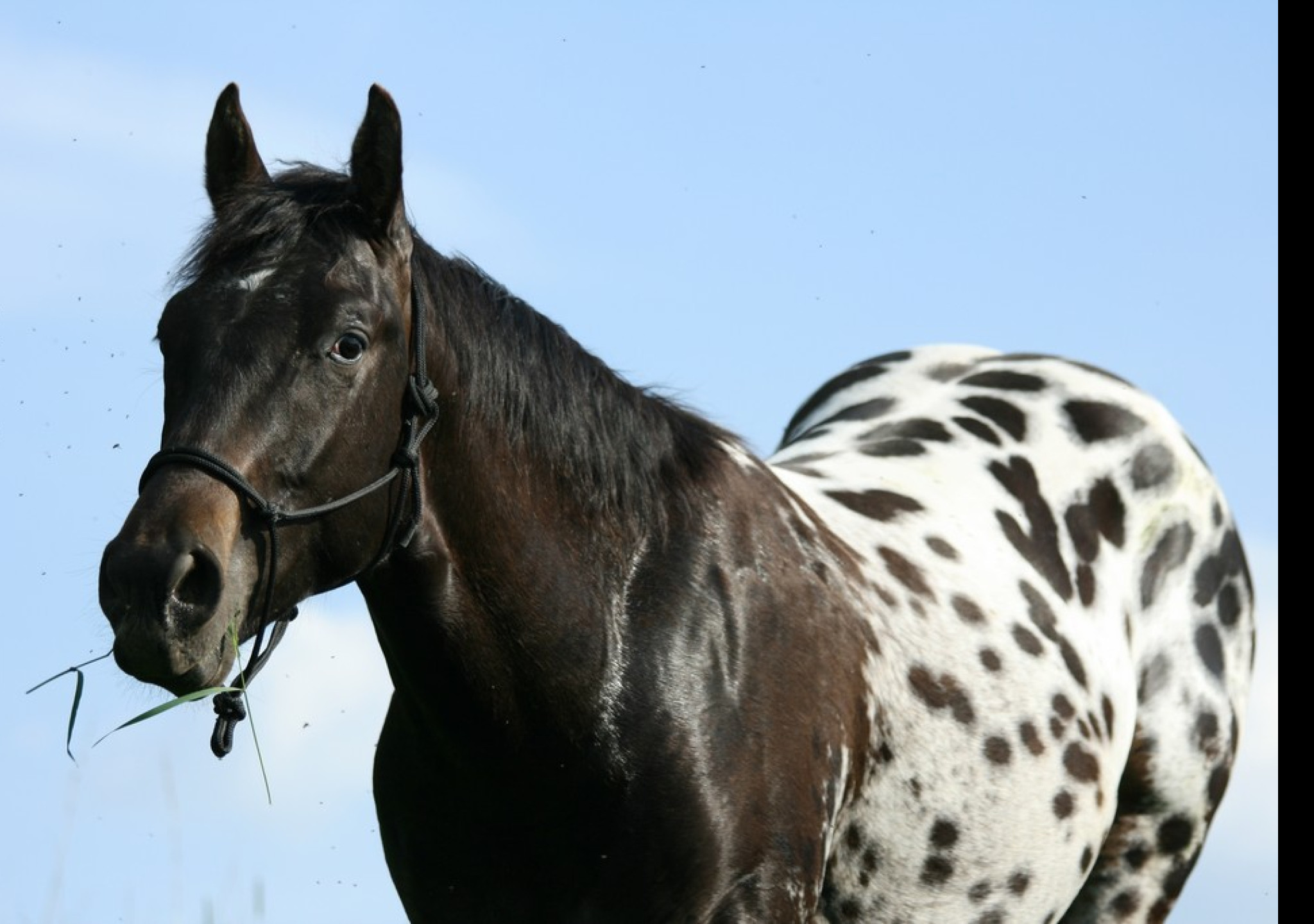 Tapeta appaloosa