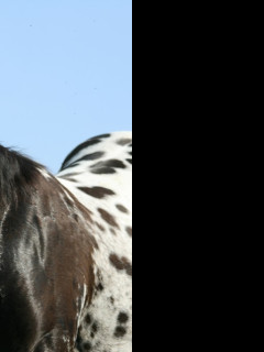 Tapeta appaloosa