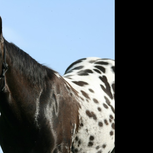 Tapeta appaloosa