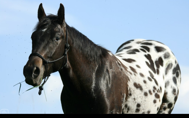 Tapeta appaloosa