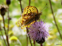 Tapeta Argynnis adippe