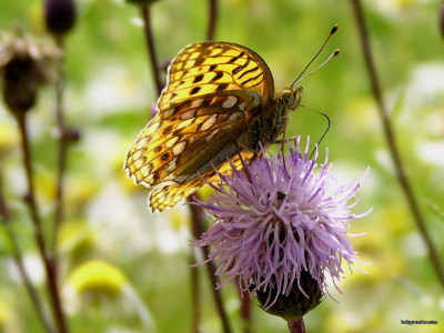 Tapeta: Argynnis adippe