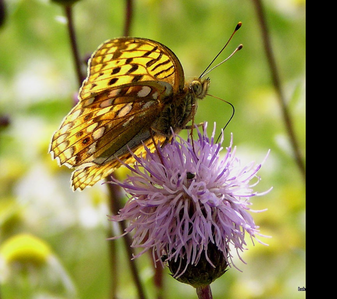 Tapeta argynnisadippe