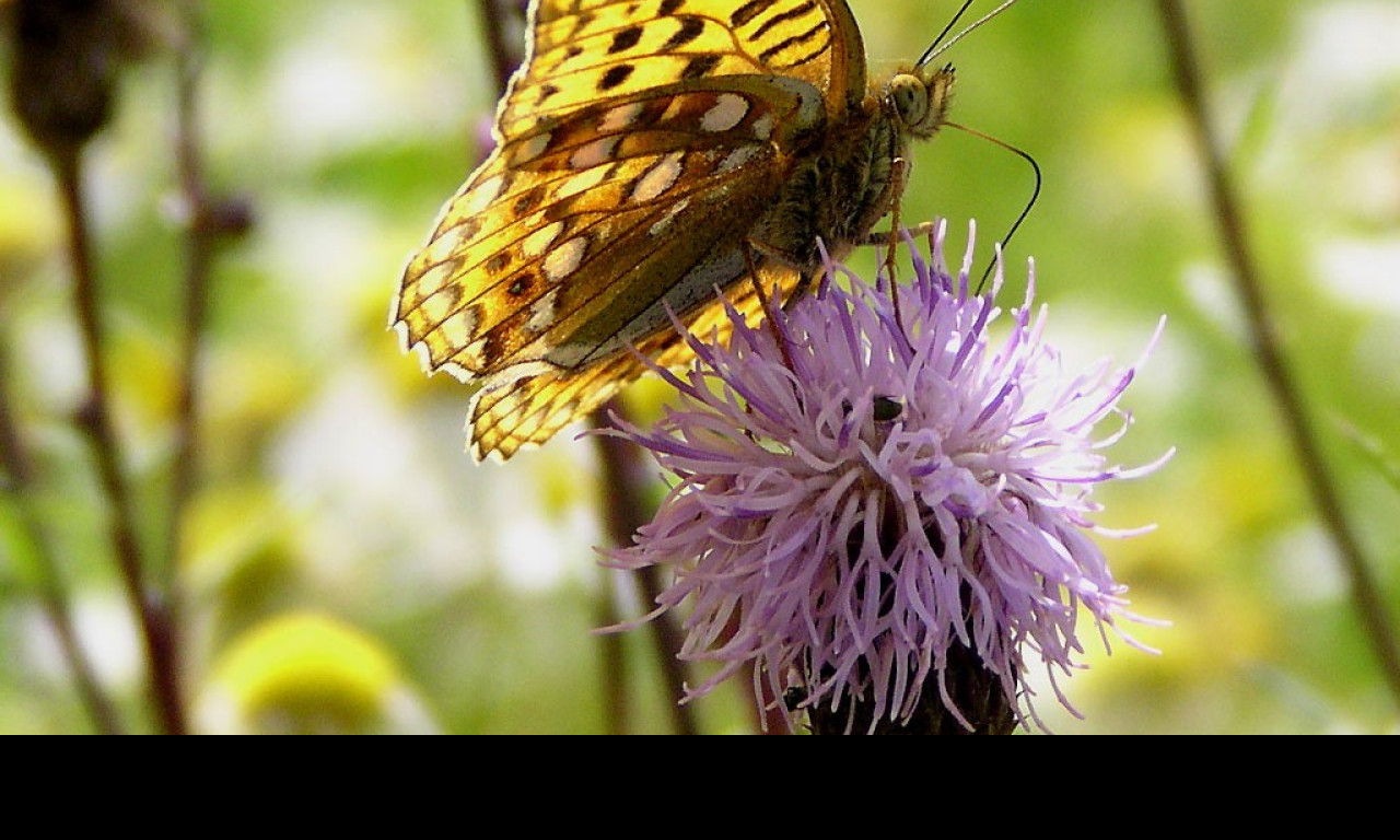 Tapeta argynnisadippe