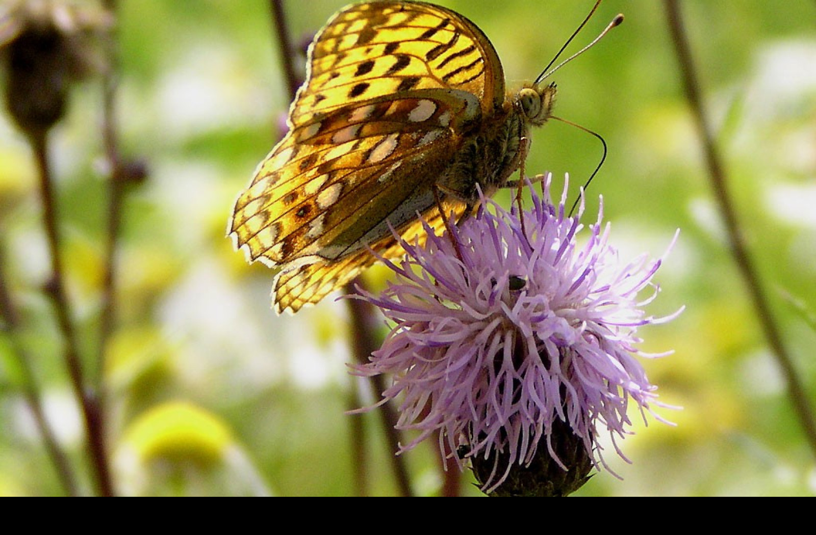 Tapeta argynnisadippe