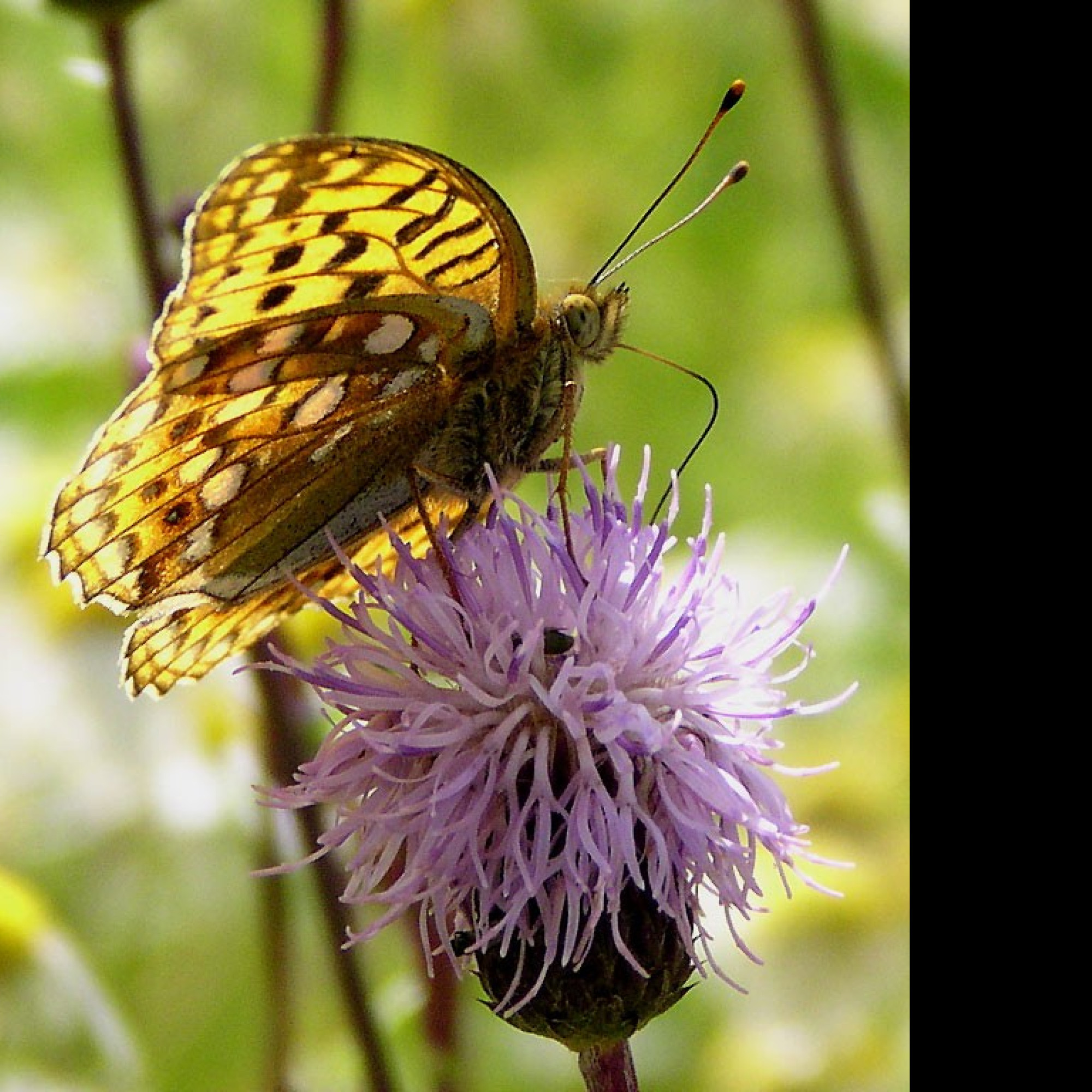 Tapeta argynnisadippe