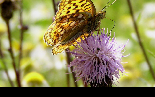 Tapeta argynnisadippe