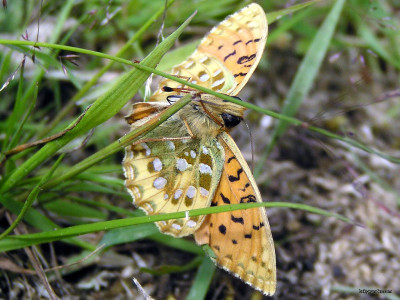 Tapeta: Argynnis aglaja