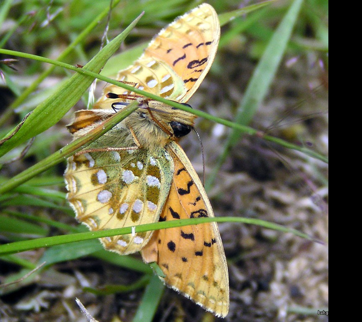 Tapeta argynnisaglaja