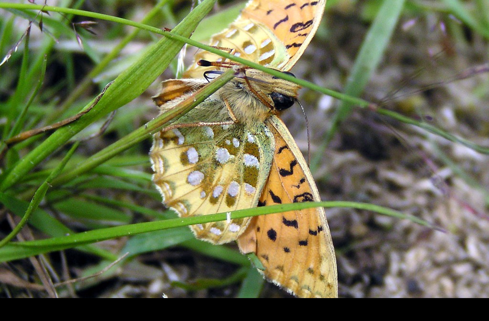 Tapeta argynnisaglaja