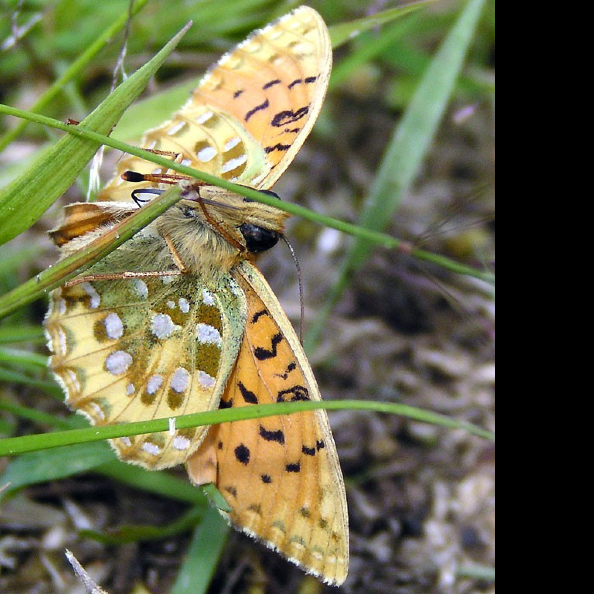 Tapeta argynnisaglaja