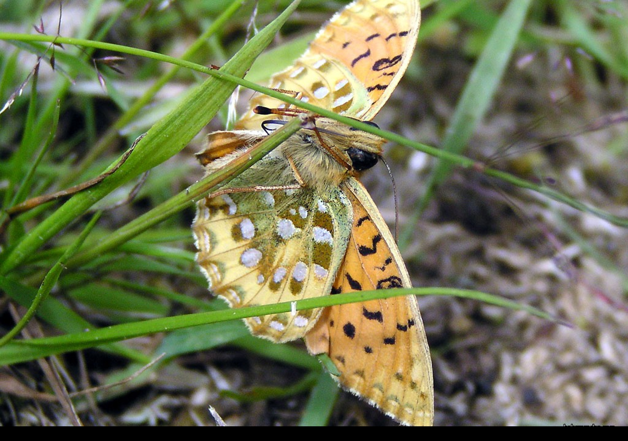 Tapeta argynnisaglaja