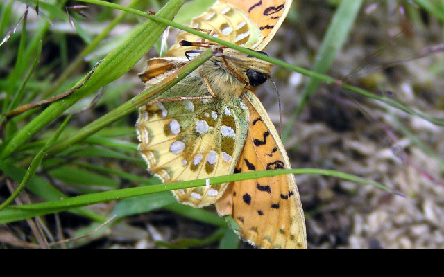 Tapeta argynnisaglaja