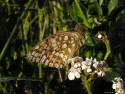 Tapeta Argynnis niobe