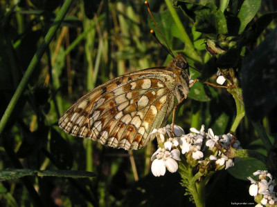 Tapeta: Argynnis niobe