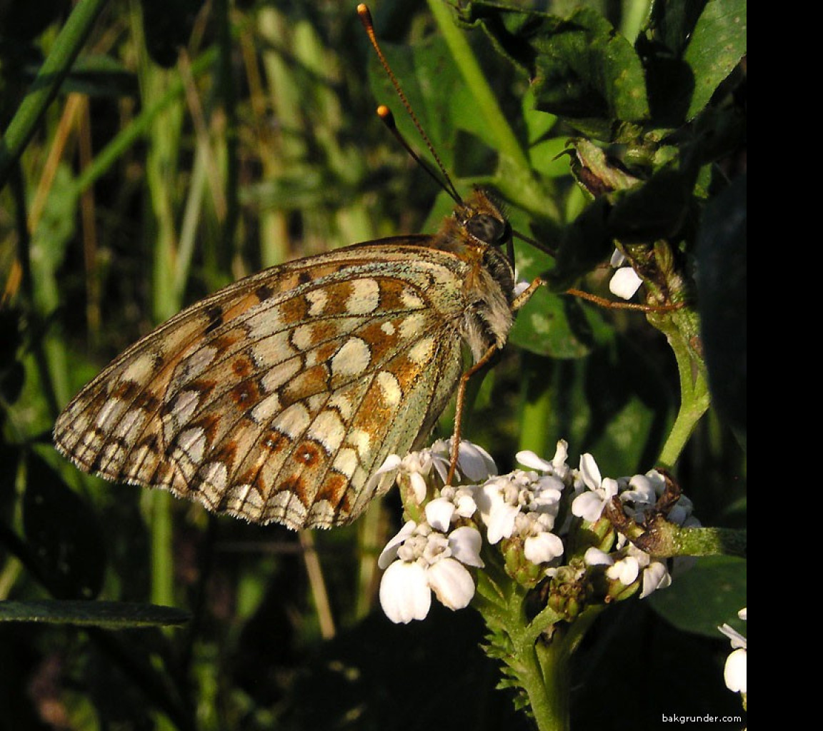 Tapeta argynnisniobe