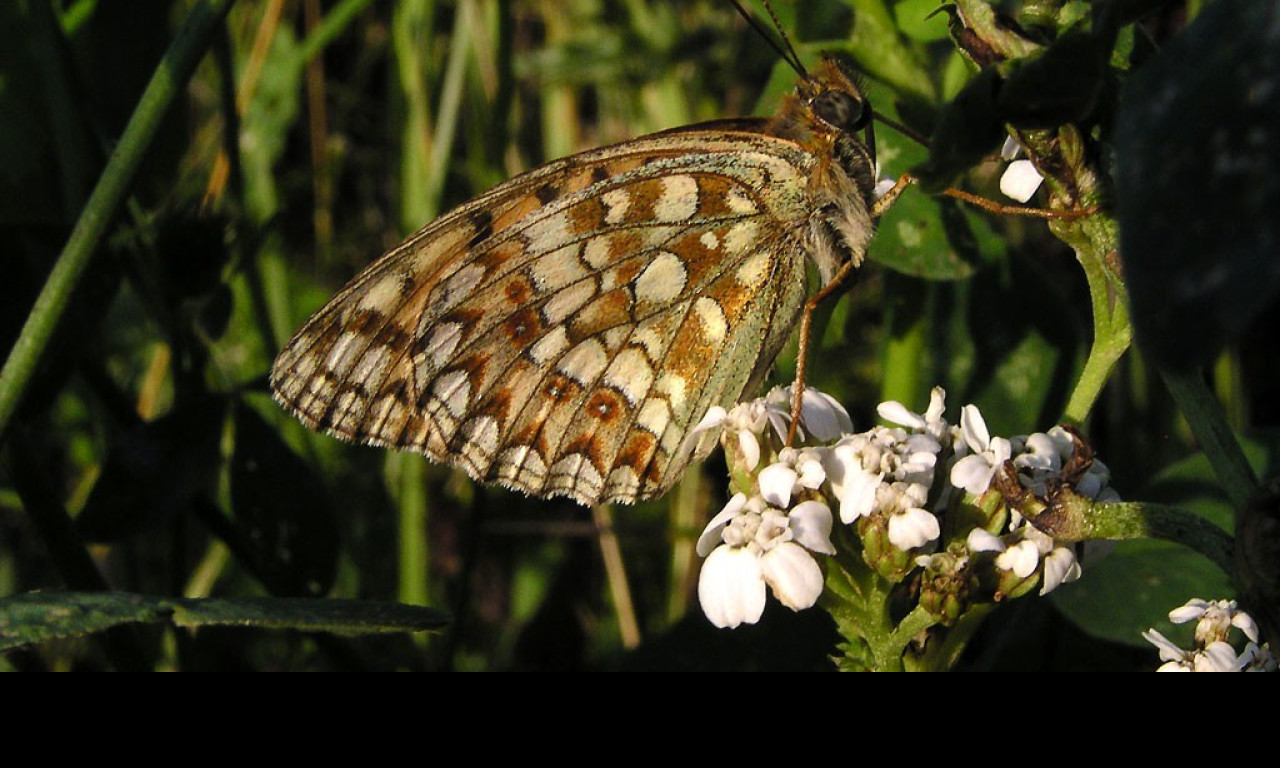 Tapeta argynnisniobe