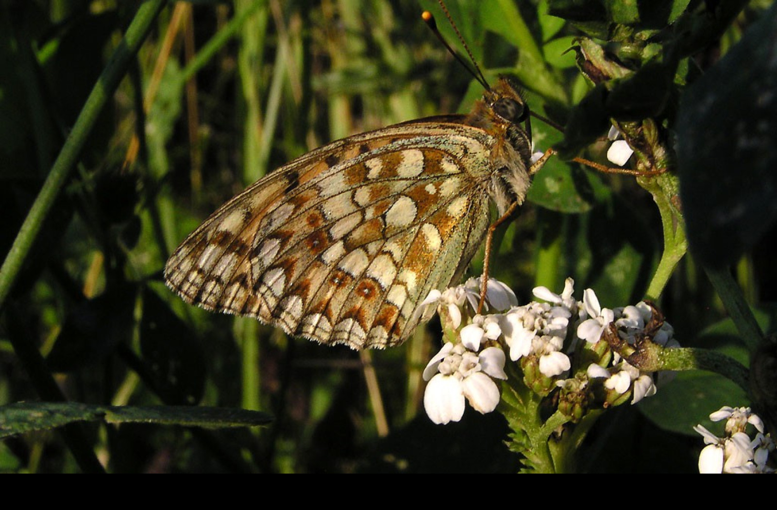 Tapeta argynnisniobe