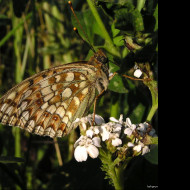 Tapeta argynnisniobe