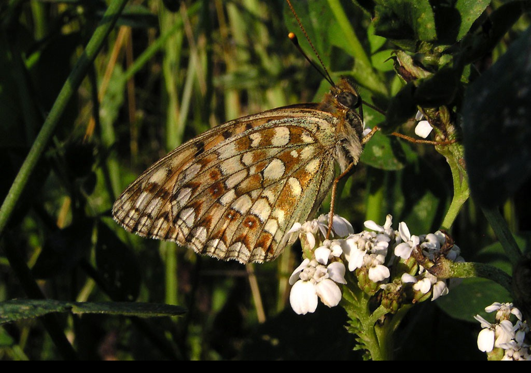 Tapeta argynnisniobe