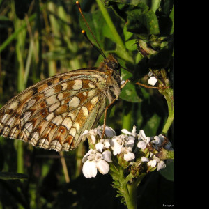 Tapeta argynnisniobe