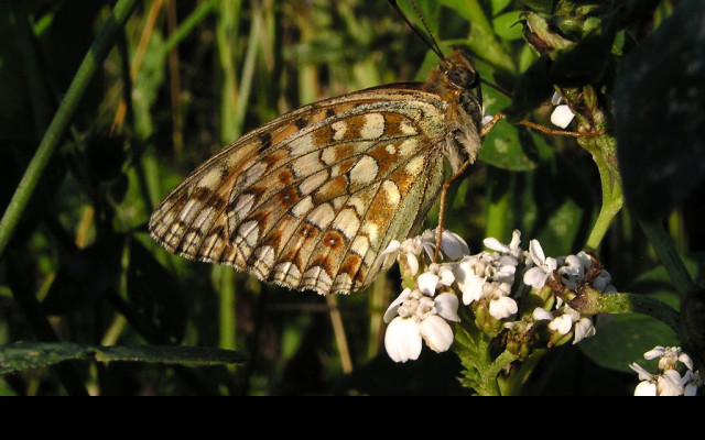 Tapeta argynnisniobe