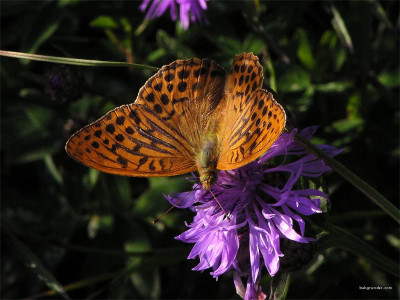 Tapeta: Argynnis paphia