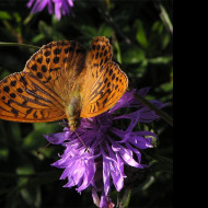 Tapeta argynnispaphia