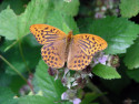 Tapeta Argynnis paphia 2