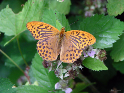 Tapeta: Argynnis paphia 2