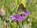 Tapeta Argynnis paphia 3