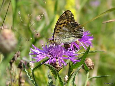 Tapeta: Argynnis paphia 3