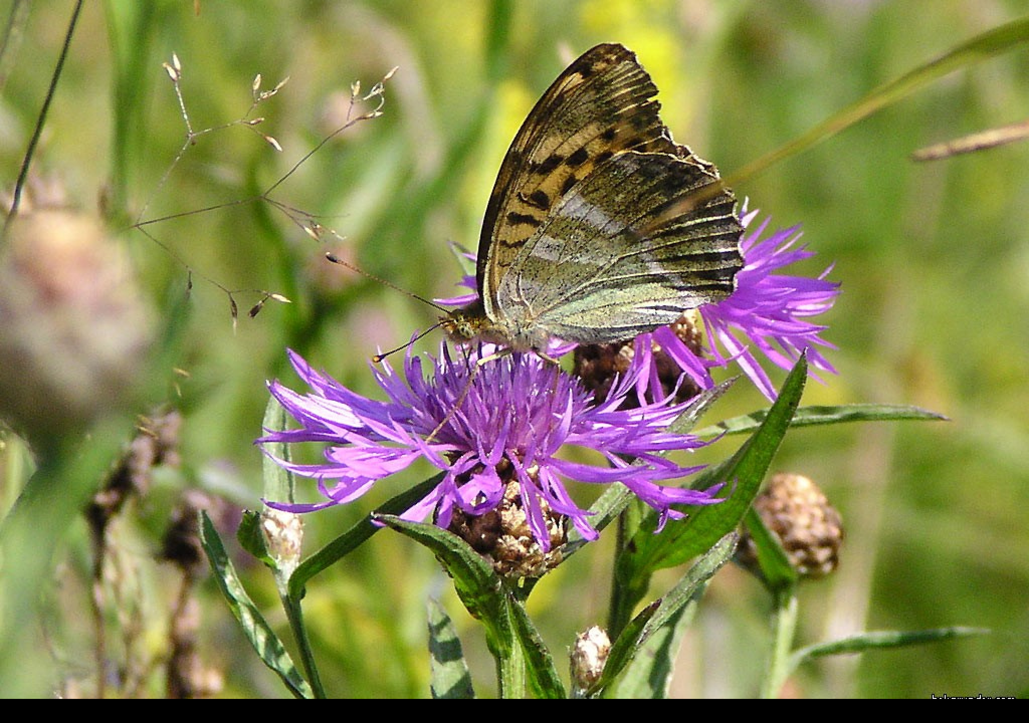 Tapeta argynnispaphia3