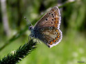 Tapeta Aricia artaxerxes