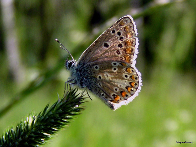 Tapeta ariciaartaxerxes