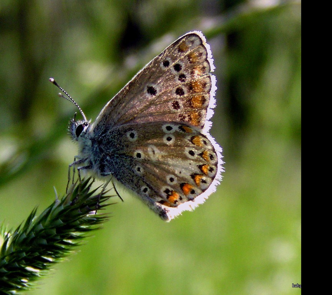 Tapeta ariciaartaxerxes