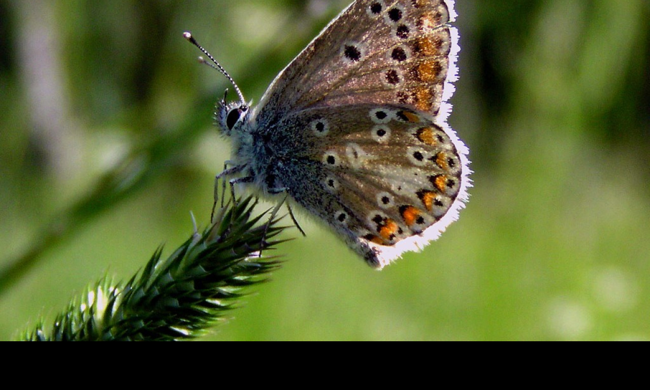 Tapeta ariciaartaxerxes