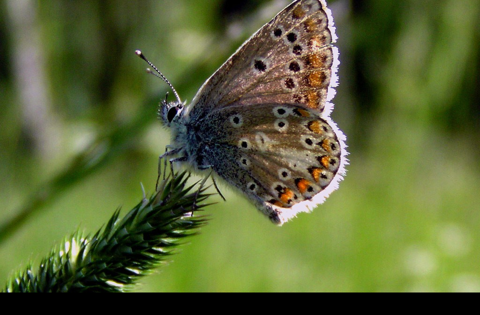 Tapeta ariciaartaxerxes