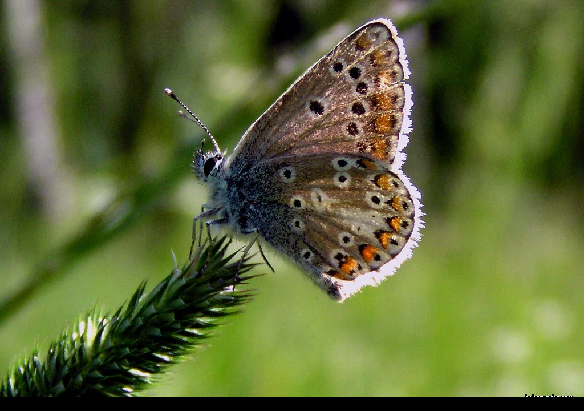 Tapeta ariciaartaxerxes