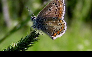 Tapeta ariciaartaxerxes