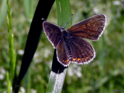 Tapeta: Aricia artaxerxes 2