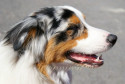 Tapeta Australian Shepherd  1