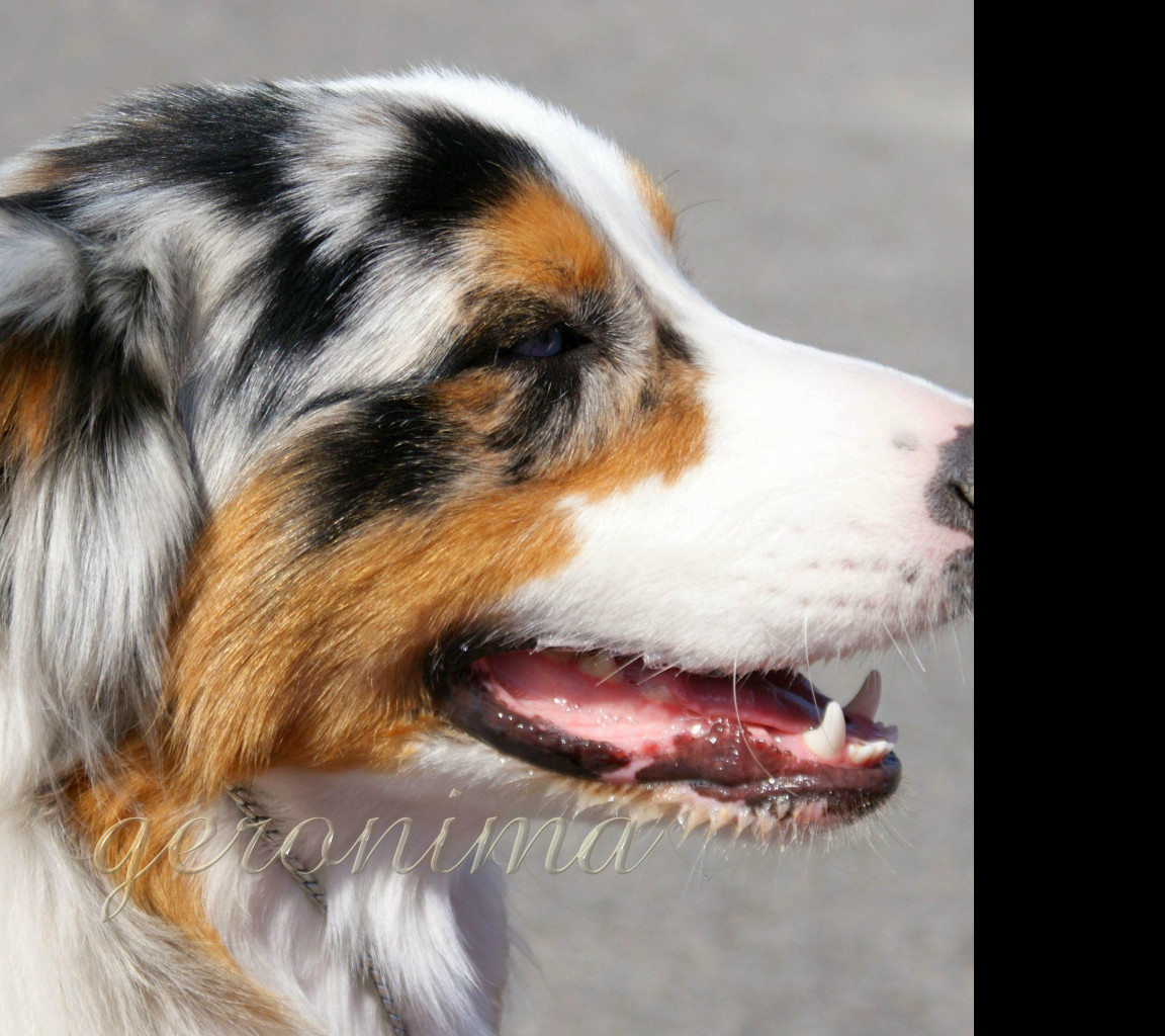 Tapeta australian_shepherd__1