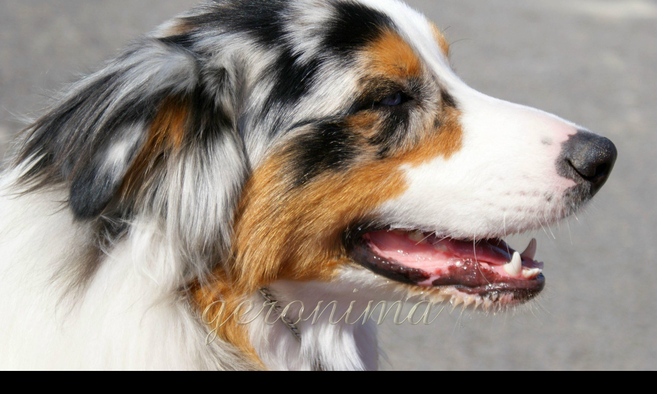 Tapeta australian_shepherd__1