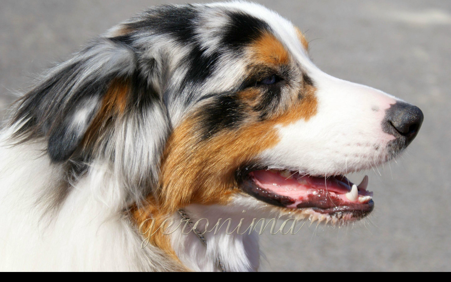 Tapeta australian_shepherd__1